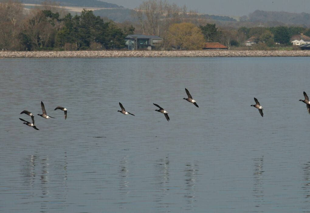 Danube Delta Wildlife Tours from Tulcea for Birdwatching Enthusiasts