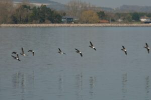 Danube Delta Wildlife Tours from Tulcea for Birdwatching Enthusiasts