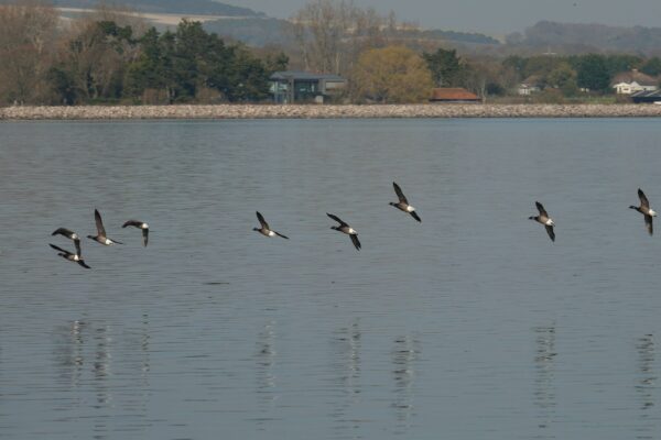 Danube Delta Wildlife Tours from Tulcea for Birdwatching Enthusiasts Danube Delta Wildlife Tours from Tulcea for Birdwatching Enthusiasts